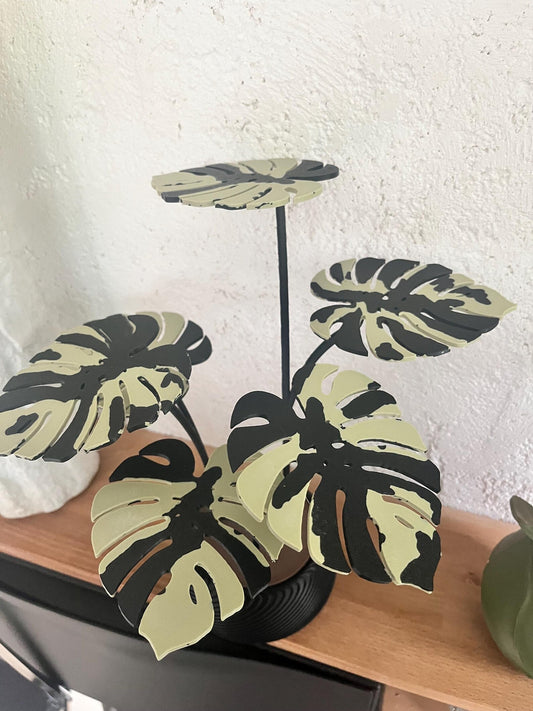 Monstera Pflanze mit Untersetzer
