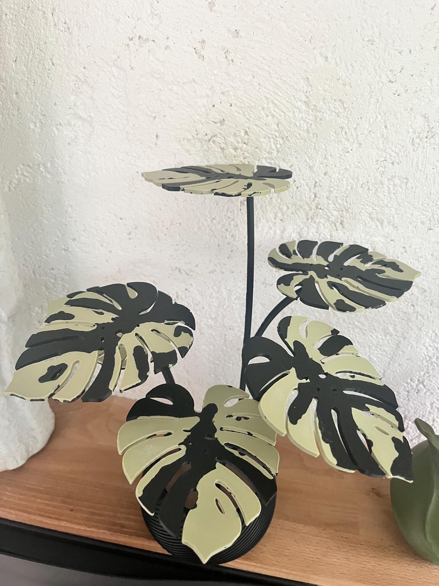 Monstera Pflanze mit Untersetzer