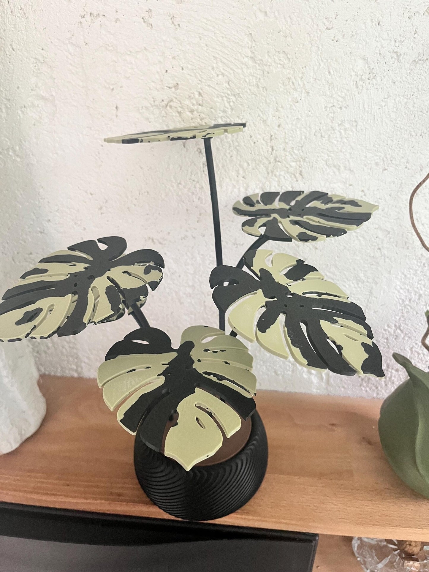 Monstera Pflanze mit Untersetzer
